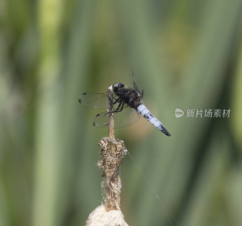 稀有的追逐者Libellula fulva